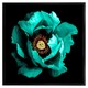 image 2 of Cyan peony flower (Picutre Frame) White | XS