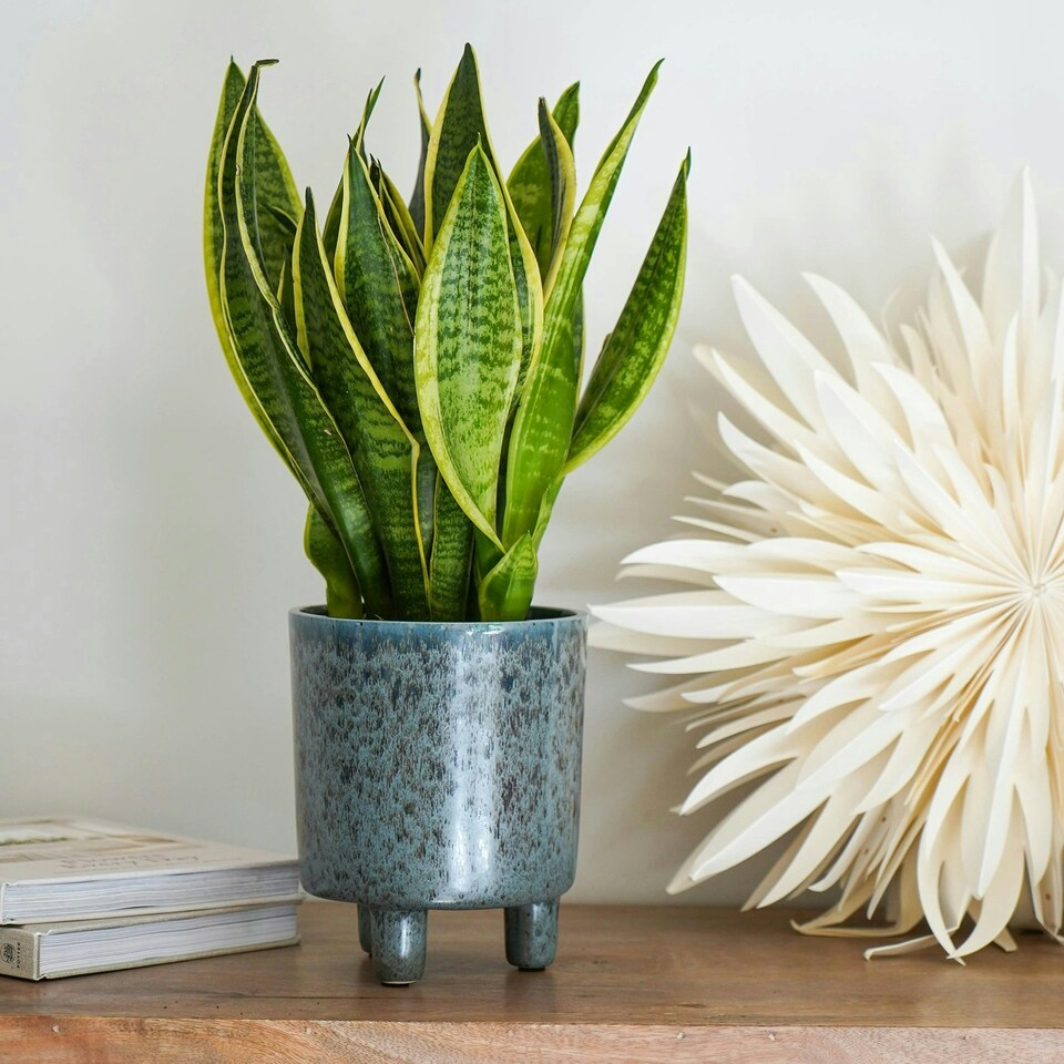 image 1 of Pisa Planter - Ceramic - L20 x W20 x H24 cm - Mustard | Brown