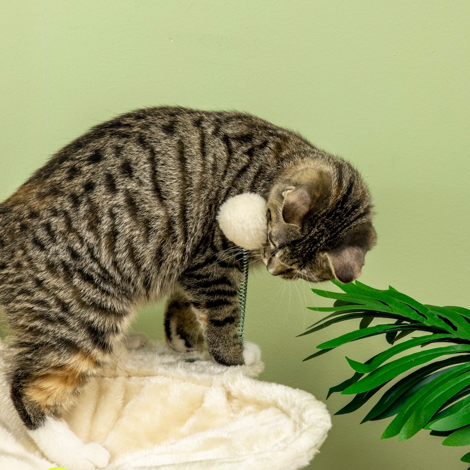 image 1 of PawHut 90cm Cat Tree Tower with Bed, Toy Ball, Scratching Post, Beige