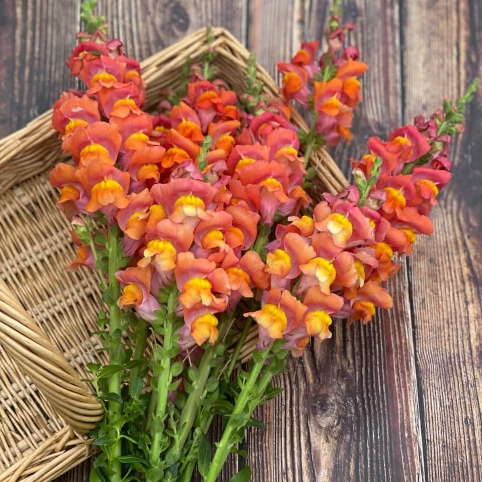 Antirrhinum majus Dark Orange Potomac F1 1 Seed Packet