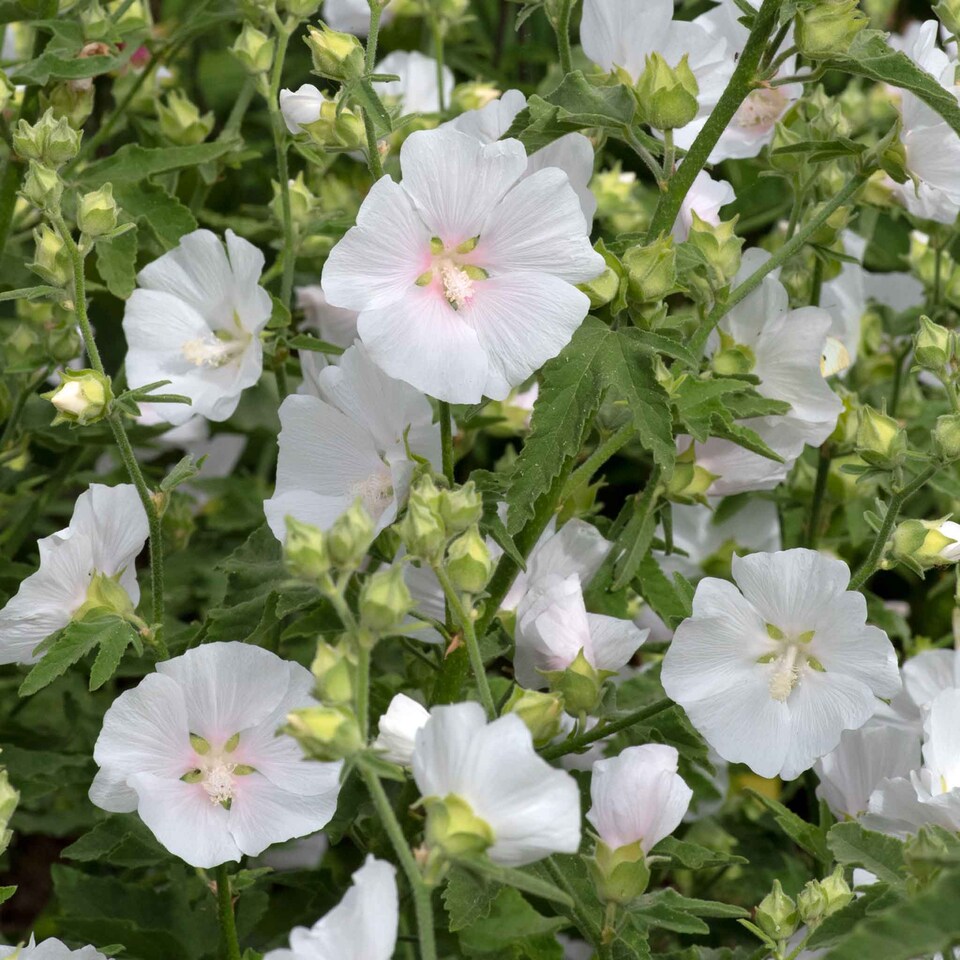 image 1 of Lavatera 'Marshmallow White Ice' - 3 x 9cm potted shrubs