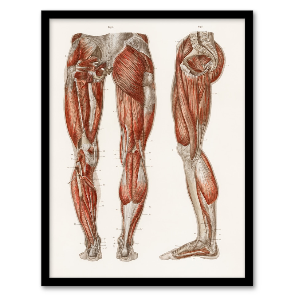 image 1 of Carl Ernst Bock Framed Wall Art Print Leg and Feet Muscle Anatomy Home Décor