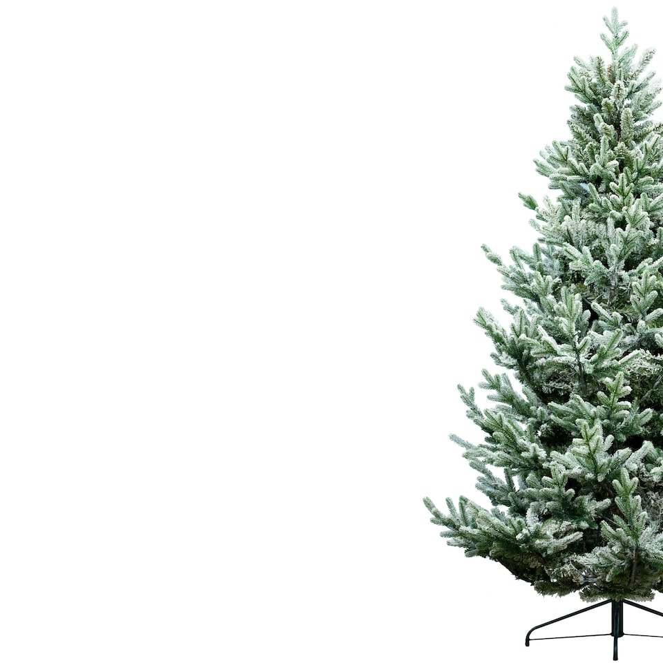 image 1 of Christmas Tree World  7ft/210cm Frosted Ultra Mountain Pine