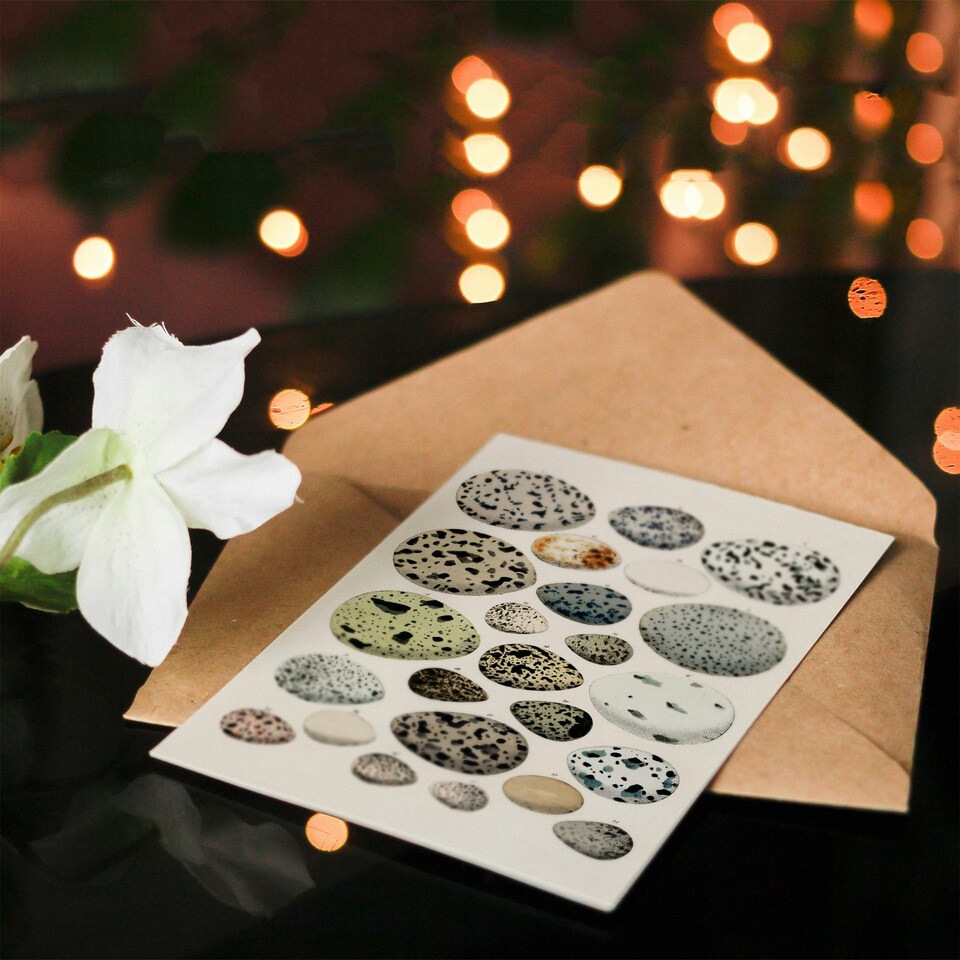 image 1 of Lorenz Oken Art Card Different Species Bird Eggs