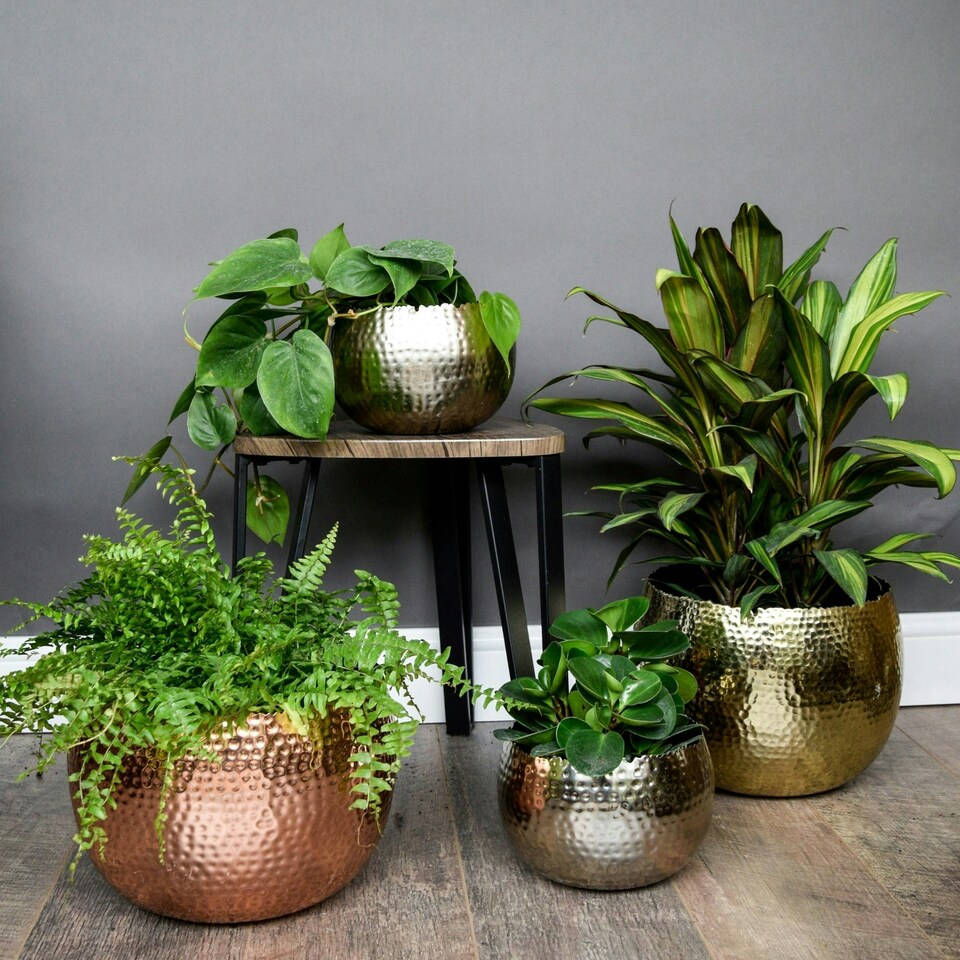 image 1 of Hammered Bowl Planter - Iron - L30 x W30 x H21 cm - Black | Black