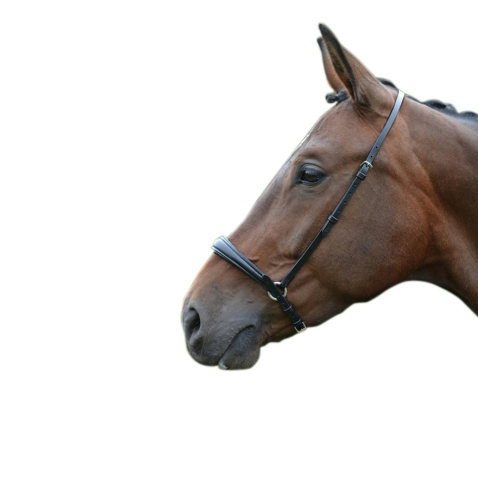 image 1 of Hy Padded Drop Nose Band - Black - Full