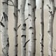 image 1 of Fine Decor Birch Trees Wallpaper - Cream/Silver - One Size Cream