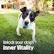 image 10 of Tails.com Inner Vitality Dry Dog Food Adult Sensitive Salmon 4 x 2kg