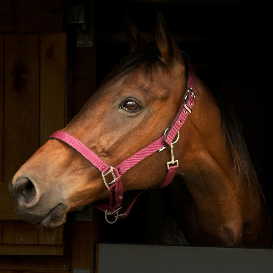 image 1 of Gallop Equestrian Premium Padded Headcollar With Matching Leadrope Purple | Size: Shetland
Colour: Purple