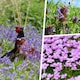 image 2 of Pegdev 50g Woodland & Heavy Shade Wild Flower Grass Mix Seed for Meadow Gardens