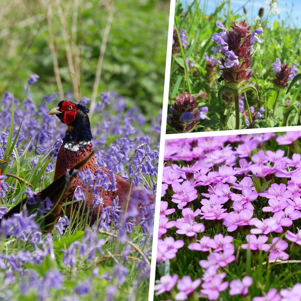 image 1 of Pegdev 50g Woodland & Heavy Shade Wild Flower Grass Mix Seed for Meadow Gardens