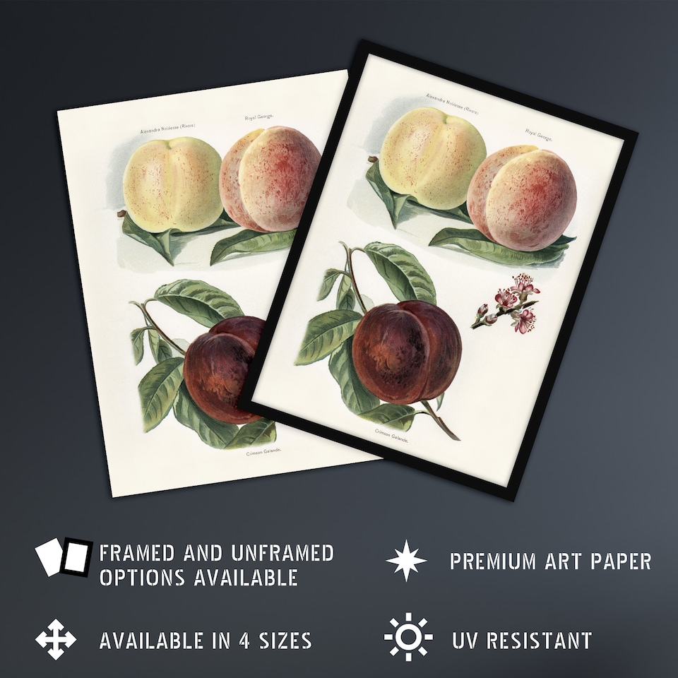 image 1 of Vintage Illustration of Peach Varieties Wright Huge Wall Art Print 18X24 In