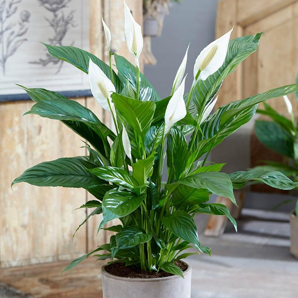 image 1 of Carbeth Plants Spathiphyllum Peace Lily Plant in 9cm Pot - Easy Care Houseplant - Ideal for Home or Office | White | 1