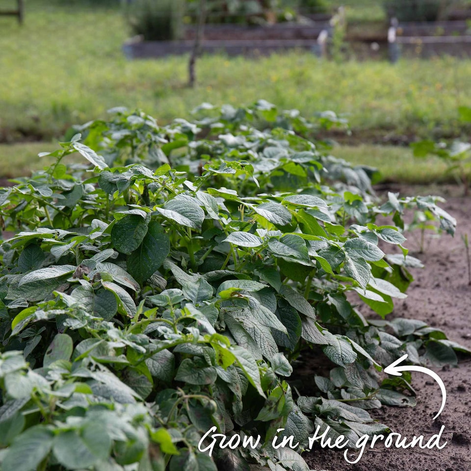 image 1 of Marshalls Garden Seed Potato Christmas Harvest Collection 3 x 1kg. | Multi | 1 x 3kg Tubers