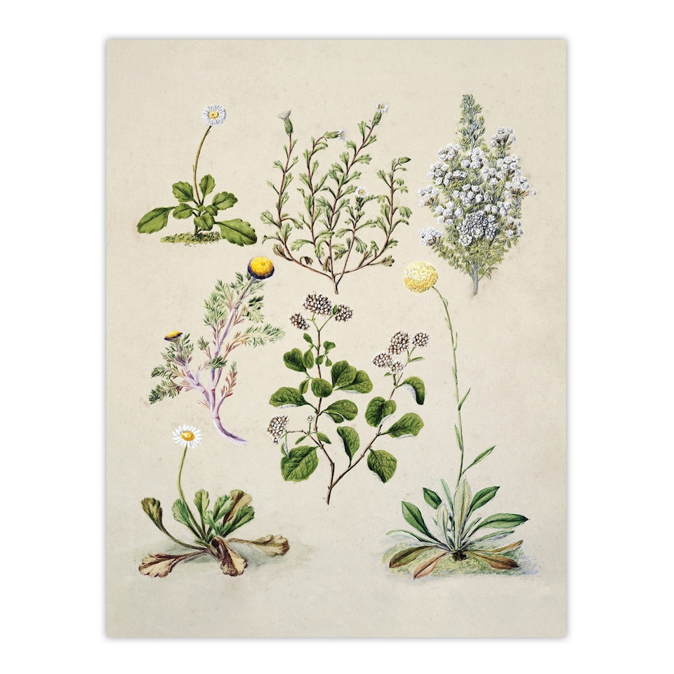 image 1 of Native New Zealand Wildflowers Artwork Featon Wall Art Poster Print 12X16"