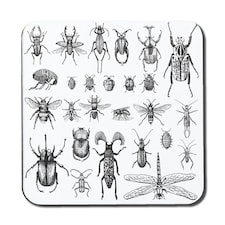 big set of insects bugs beetles and bees, fleas many species in vintage old hand drawn style (Coaster)