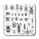 image 1 of big set of insects bugs beetles and bees, fleas many species in vintage old hand drawn style (Coaster)