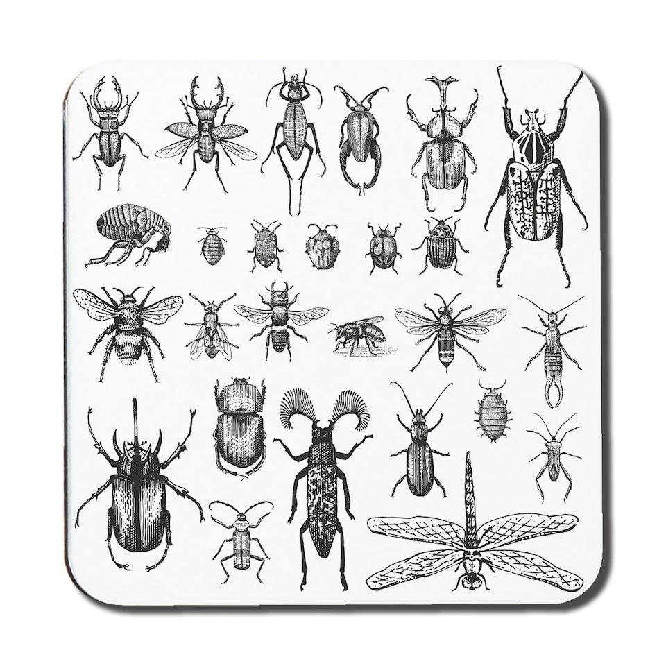 image 1 of big set of insects bugs beetles and bees, fleas many species in vintage old hand drawn style (Coaster)