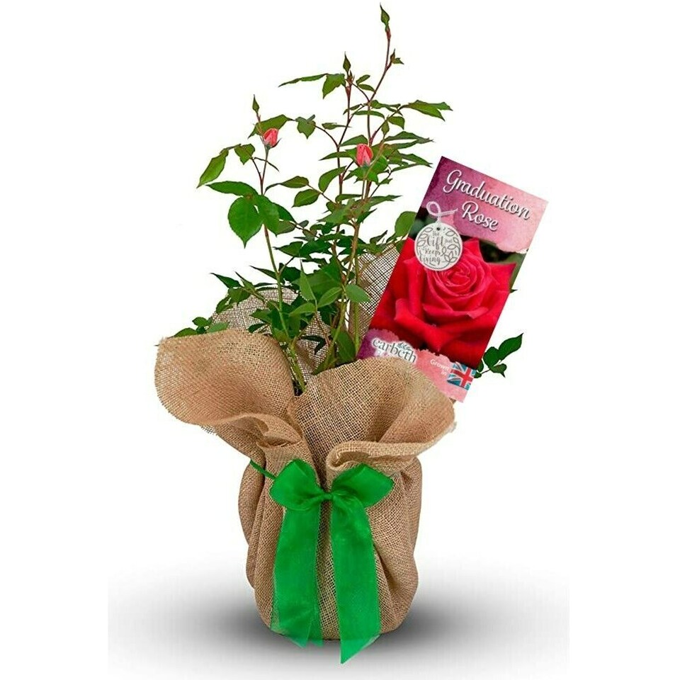 image 1 of Carbeth Plants Graduation Rose Bush in 3L Pot - Gift Wrapped Rose Gift | Multi