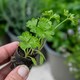 image 6 of Marshalls Garden Coriander Plant - 6 plug plants