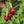 Green, White, Red
