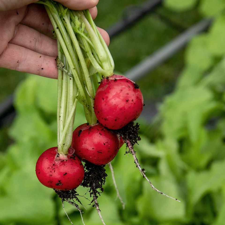image 1 of Marshalls Garden Radish Seeds 'Annabel' F1 100 seeds