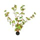 image 1 of Aquatic Aquarium Fish Tank Self Sinking Large Silk Plant Height 30cm  (No 13)