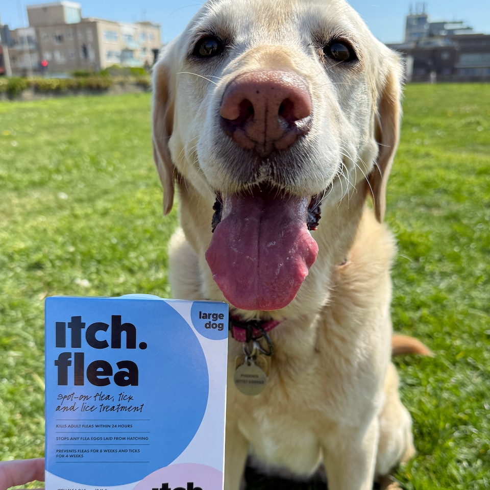 image 1 of Itch Flea Large Dog Flea & Tick Spot On Treatment 4 Pipette (20-40kg)