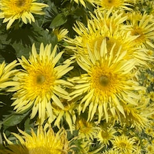 Sunflower Lemon Cutie F1 1 Seed Packet