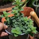 image 4 of Oregano 'Origanum vulgare' - hardy perennial herb, 1 Litre