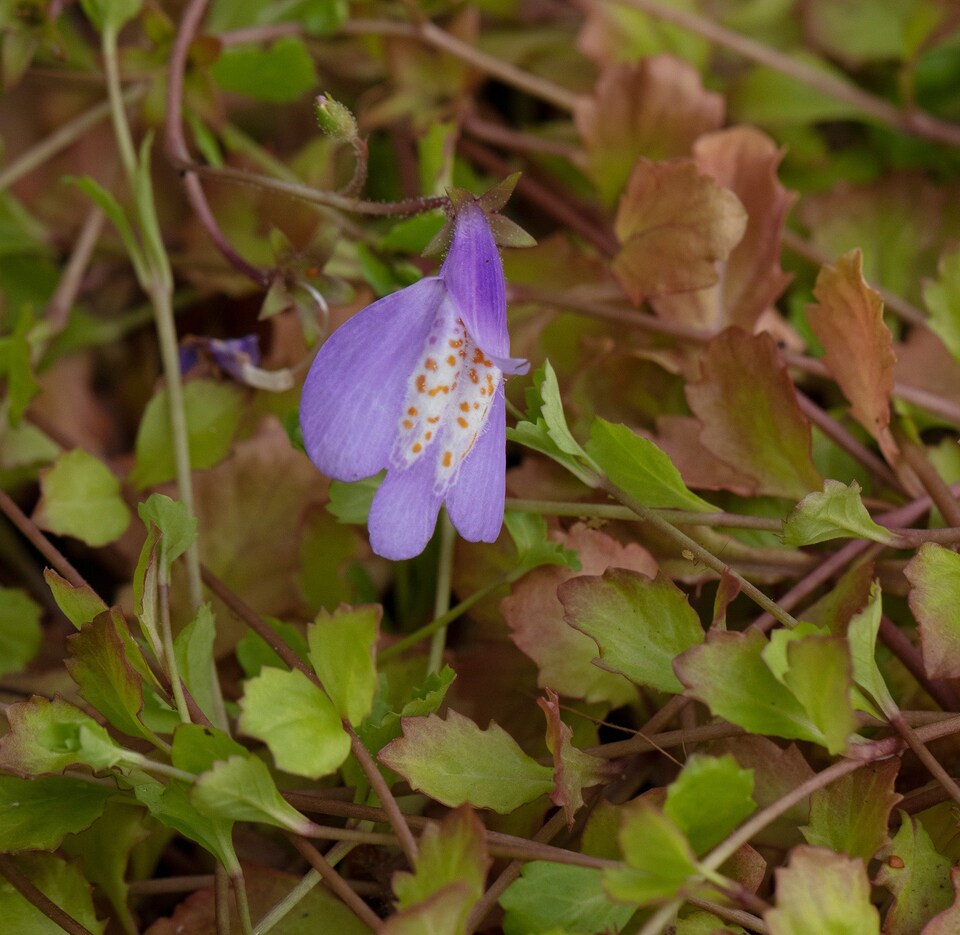 image 1 of Mazus reptans 'Chinese Marshflower' - Marginal Aquatic Pond Plant