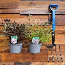 2 Mixed Extra Large Syringa Dwarf Lilac Shrubs in 3 Litre Pots By Direct Plants