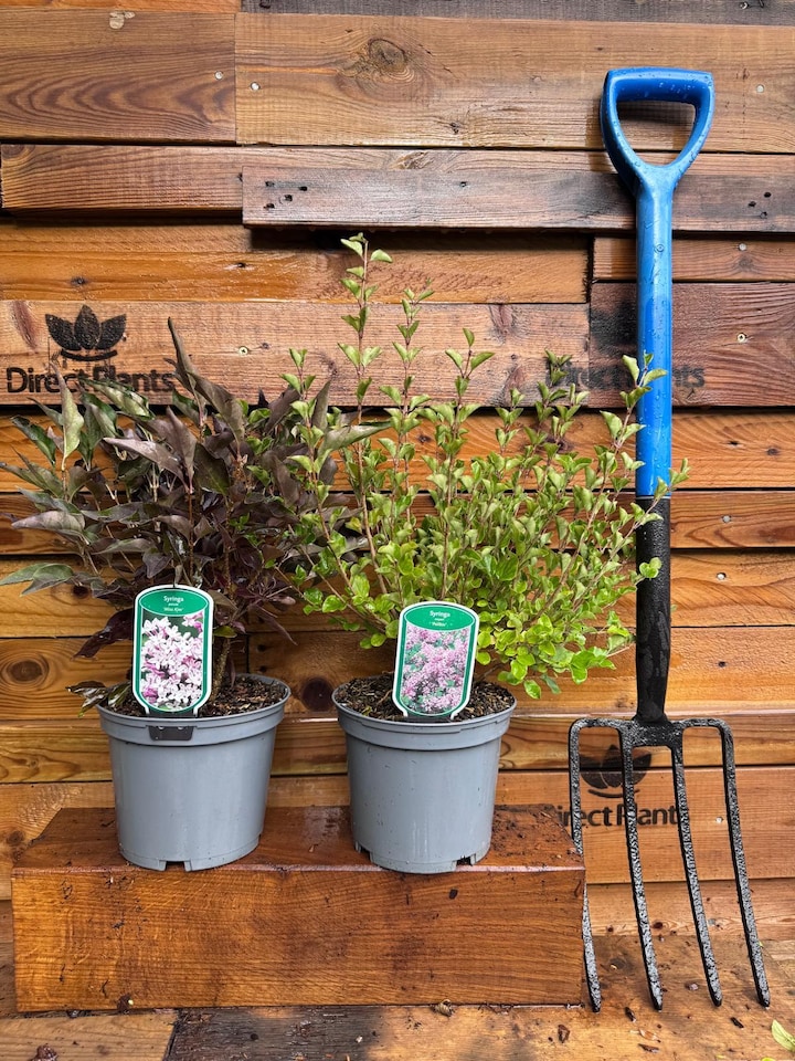 image 1 of 2 Mixed Extra Large Syringa Dwarf Lilac Shrubs in 3 Litre Pots By Direct Plants