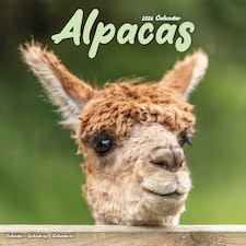 Alpacas 2026 Calendar | Square Wall Calendar | Animal Gift | Plastic Free Packaging | by Avonside Publishing