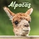 image 1 of Alpacas 2026 Calendar | Square Wall Calendar | Animal Gift | Plastic Free Packaging | by Avonside Publishing