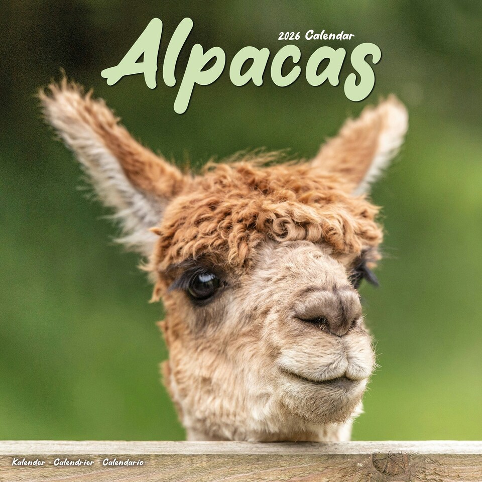 image 1 of Alpacas 2026 Calendar | Square Wall Calendar | Animal Gift | Plastic Free Packaging | by Avonside Publishing
