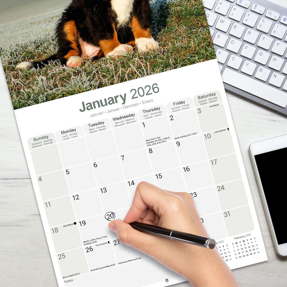 image 1 of Bernese Mountain Dog 2026 Calendar | Square Wall Calendar | Dog Breed Gift | Plastic Free Packaging | by Avonside Publishing
