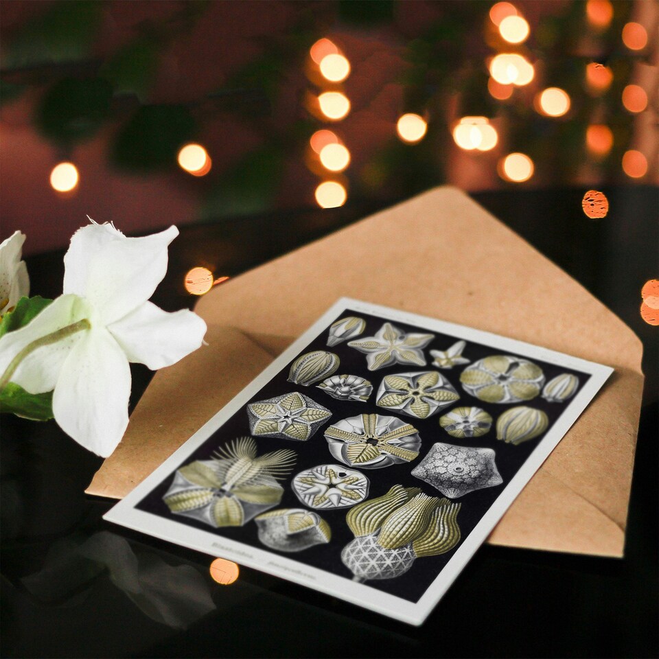 image 1 of Ernst Haeckel Art Card Blastoid Sea Buds Urchins