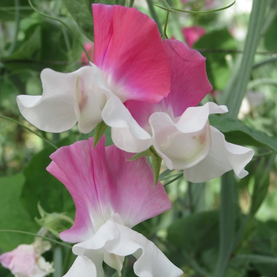 image 1 of Sweet Pea Route 66 | Multi | Pink, Red | Flower Seeds | 1