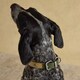 image 5 of Joules Medium Khaki Dog Collar