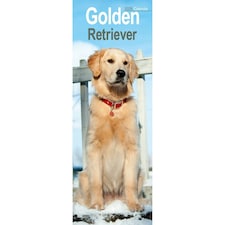 Golden Retriever Slim 2026 Calendar | Slimline Wall Calendar | Dog Breed Gift | Plastic Free Packaging |Avonside Publishing Ltd