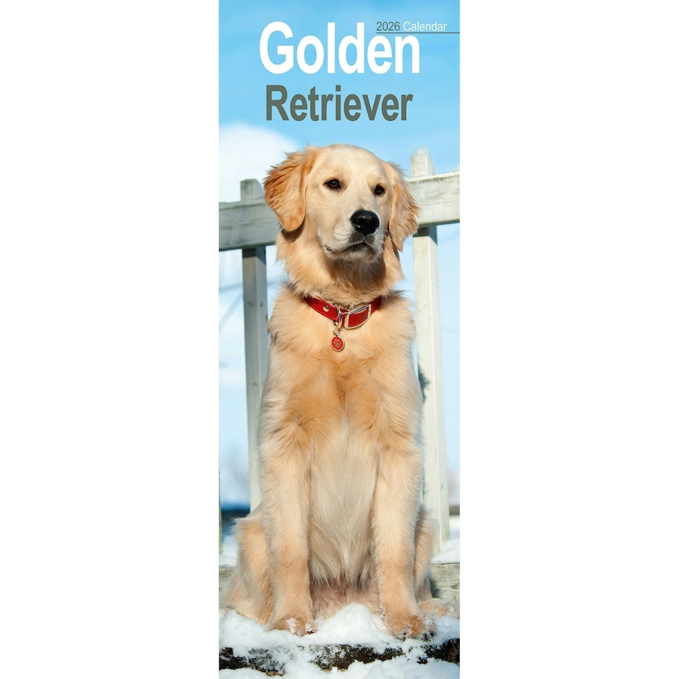 image 1 of Golden Retriever Slim 2026 Calendar | Slimline Wall Calendar | Dog Breed Gift | Plastic Free Packaging |Avonside Publishing Ltd