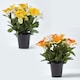 image 1 of Homescapes Set of 2 Yellow & Orange Narcissus & Daisy Artificial Flowers in Grave Vases