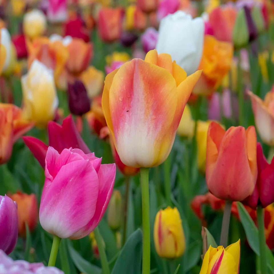 image 1 of Marshalls Garden Tulip Bulbs Mixed Border Collection, 50 Bulbs