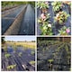 image 2 of 3m x 10m Ground Cover Fabric Landscape Garden Weed Control Membrane Heavy Duty