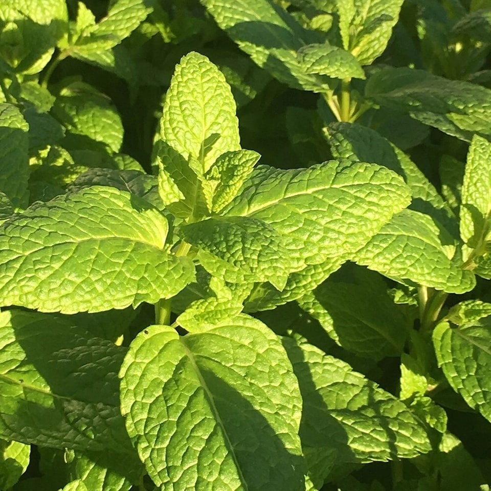 Set of 3 Common Spearmint or Garden Mint Herb Plant Mentha Spicata 9cm Pot | Green | Green | 9cm Pot | 3