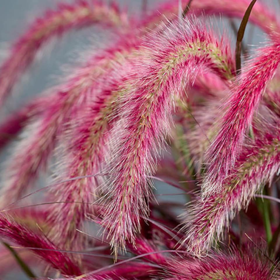 image 1 of YouGarden Pennisetum 'Tiny Tails', Ornamental Grasses, Perennial, 19cm Potted Plant, Garden Colour, Drought Tolerant