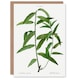 image 1 of Pierre-Joseph Redouté Art Card Basket Willow Vintage Botanical