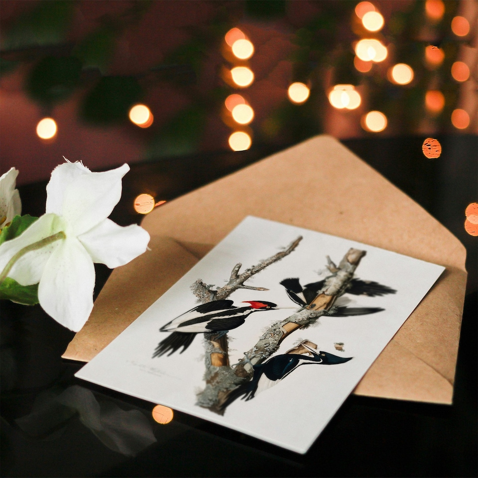 image 1 of John James Audubon Art Card Ivory Billed Woodpecker