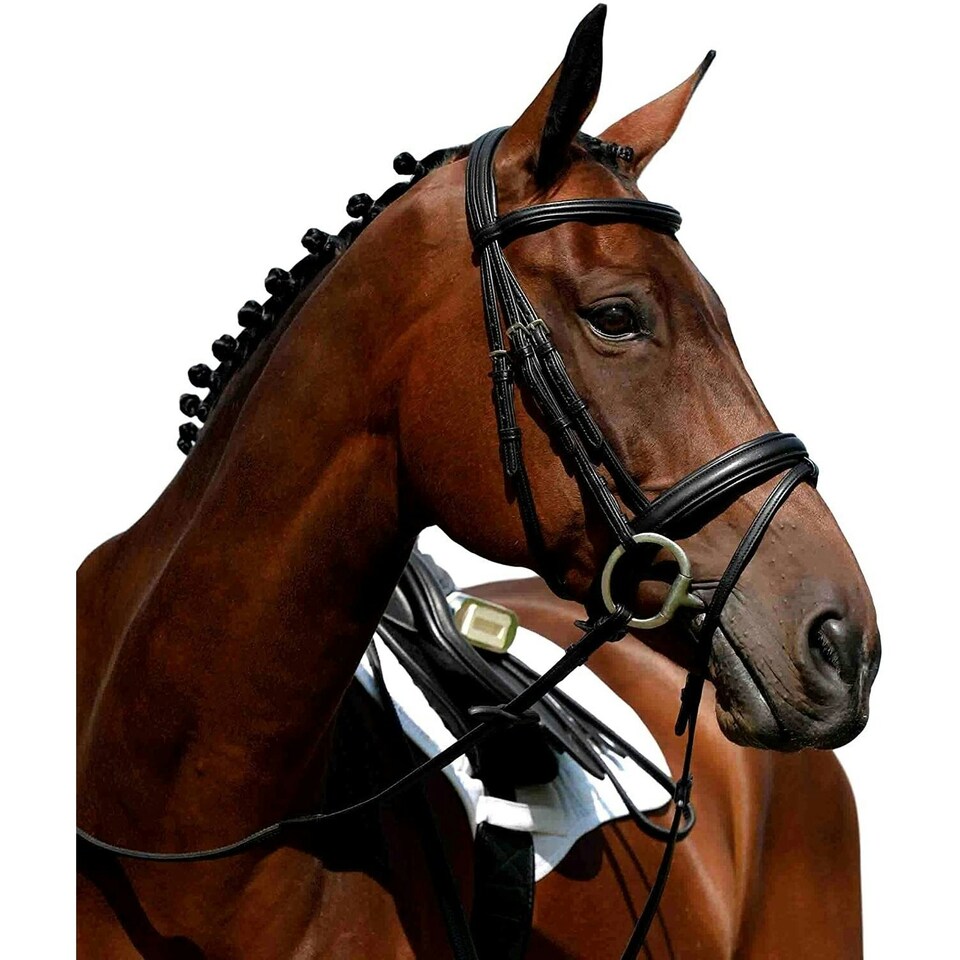Collegiate Syntovia+ Padded Raised Flash Bridle - Brown - Warmblood